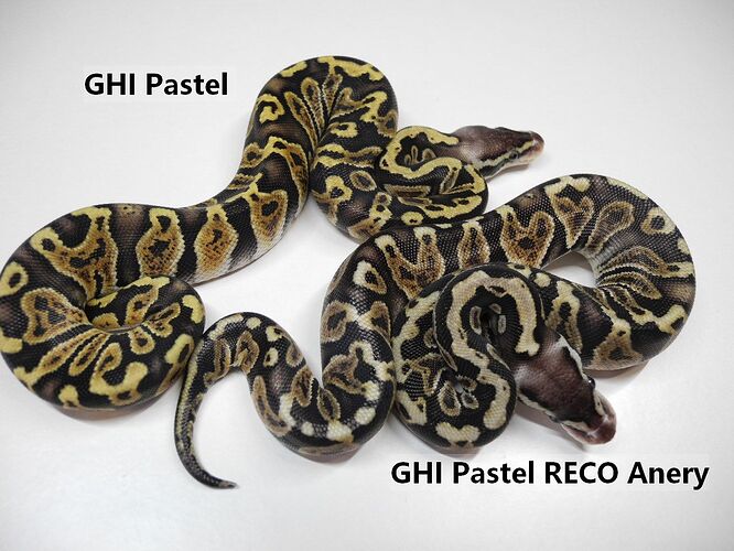 GHI Pastel RECO Anery