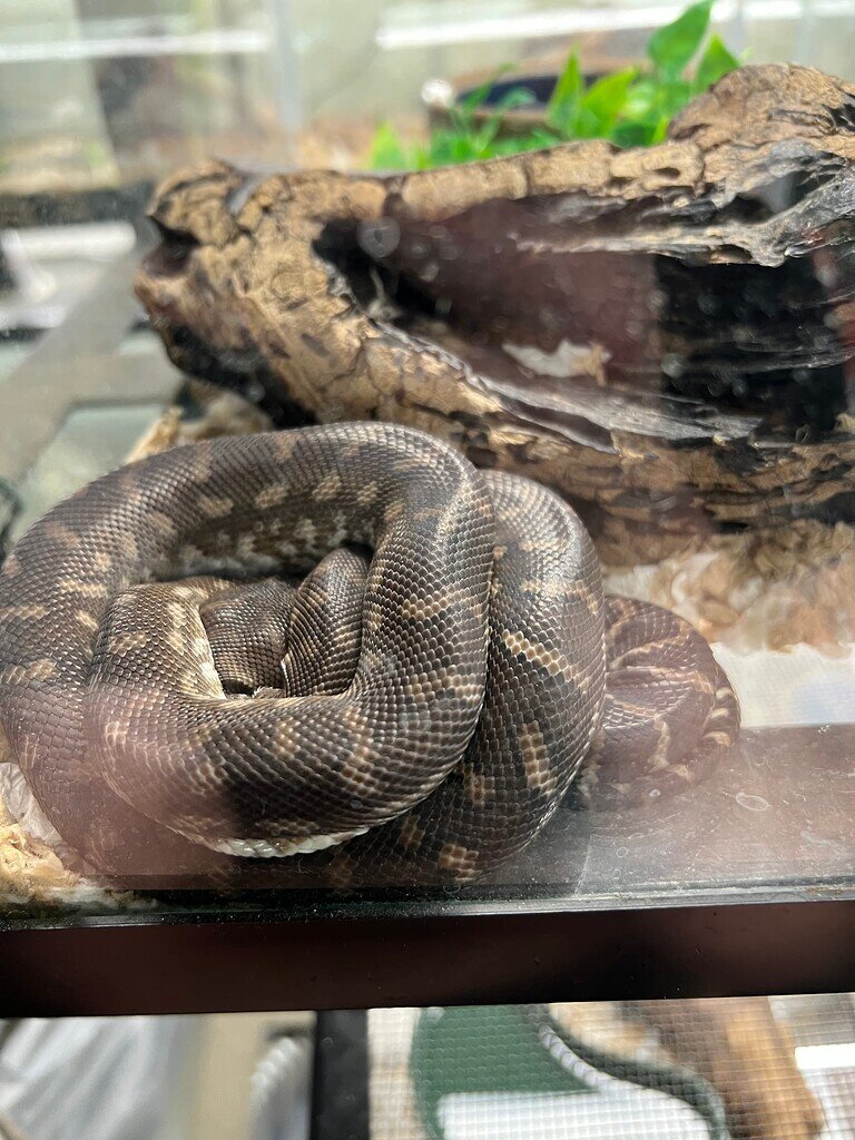 Type of carpet - Carpet Pythons - MorphMarket Reptile Community
