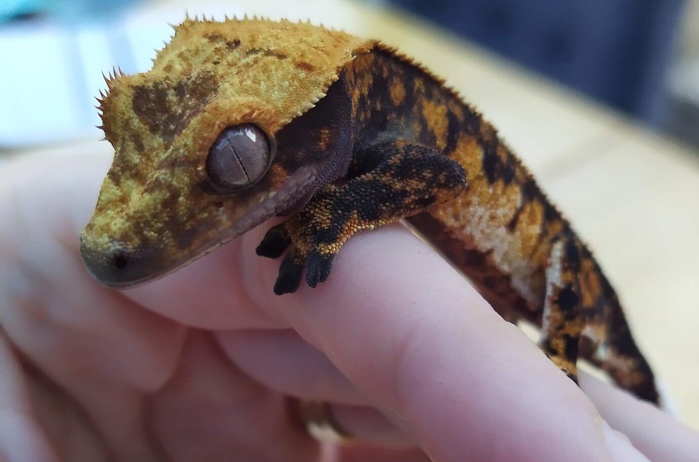 Crested Gecko Morph / Trait Guide - Geckos - MorphMarket Reptile Community