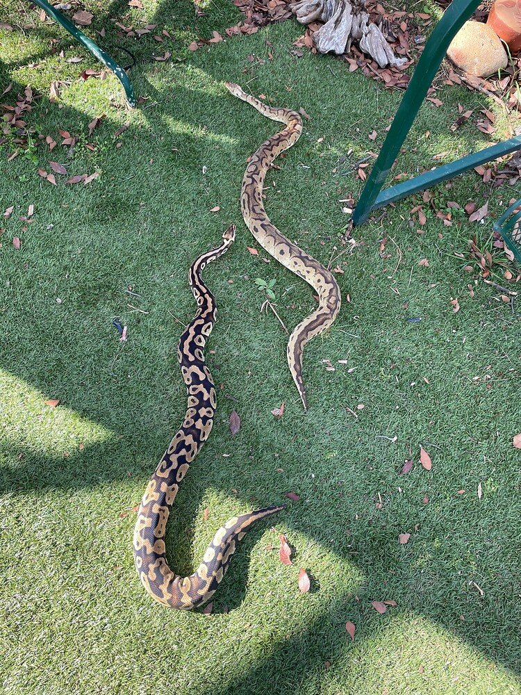 Larger male than female? Ball Pythons MorphMarket Reptile Community