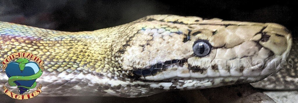 Platinum Anery Goldenchild! - Reticulated Pythons - MorphMarket Reptile ...