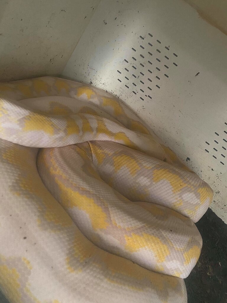 Help/tips for these poor danger noodles - Reticulated Pythons ...