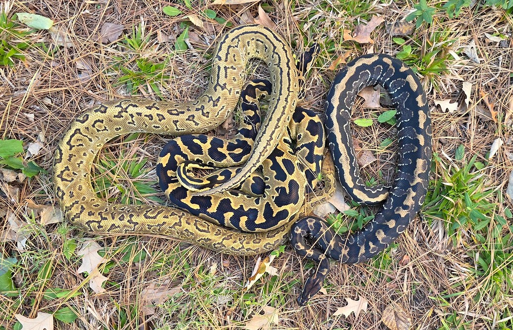 Hybrid appreciation - Ball Pythons - MorphMarket Reptile Community
