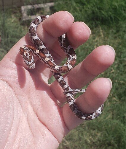 orange and brown baby corn snake on hand