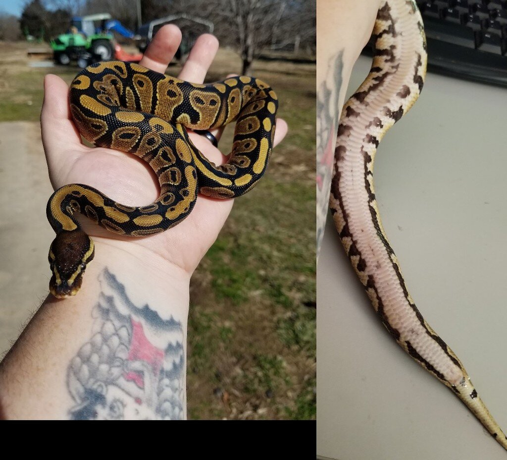 Ball Python Auction Closed Auction Normal 50% het pied female ball python - Auction for ...