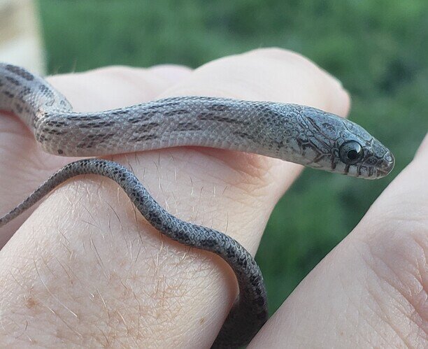 closeup of silvery blue baby corn snake eye