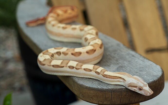 Holdback VPI Harelquin Jungle Motley 3.26-2