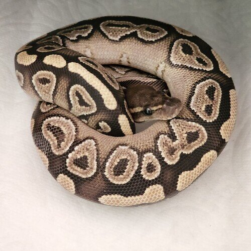 IMG_20220505_100302_430