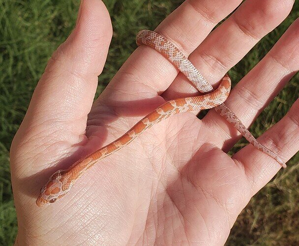 pale orange baby corn snake on hand