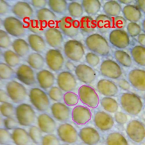 Super Softscale