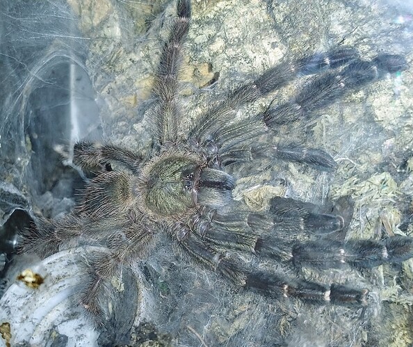 IMG_20250329_114435699~2