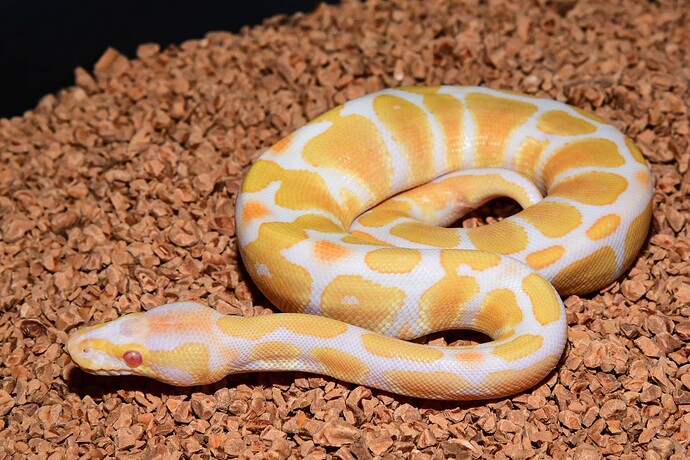 Albino Super HOG het pied
