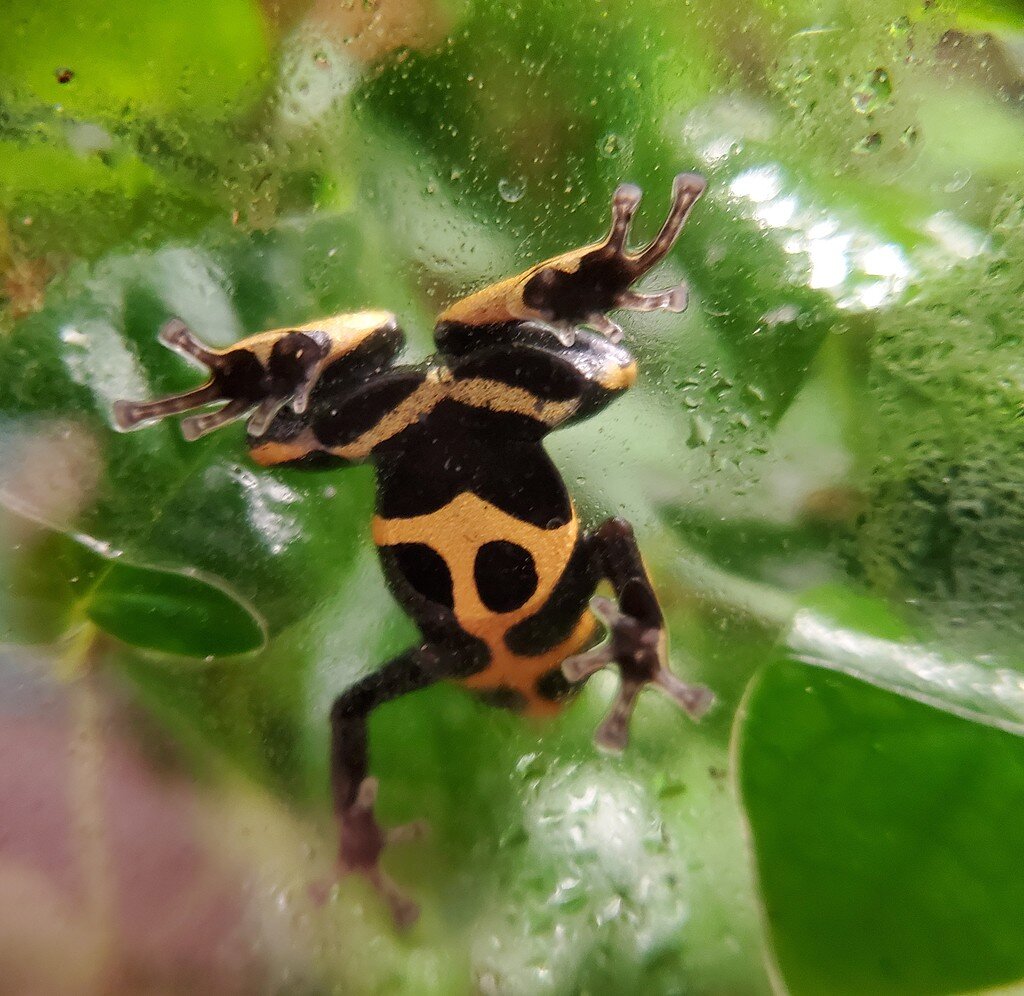 Micro Frog in Macro - Dart Frogs - MorphMarket Reptile Community