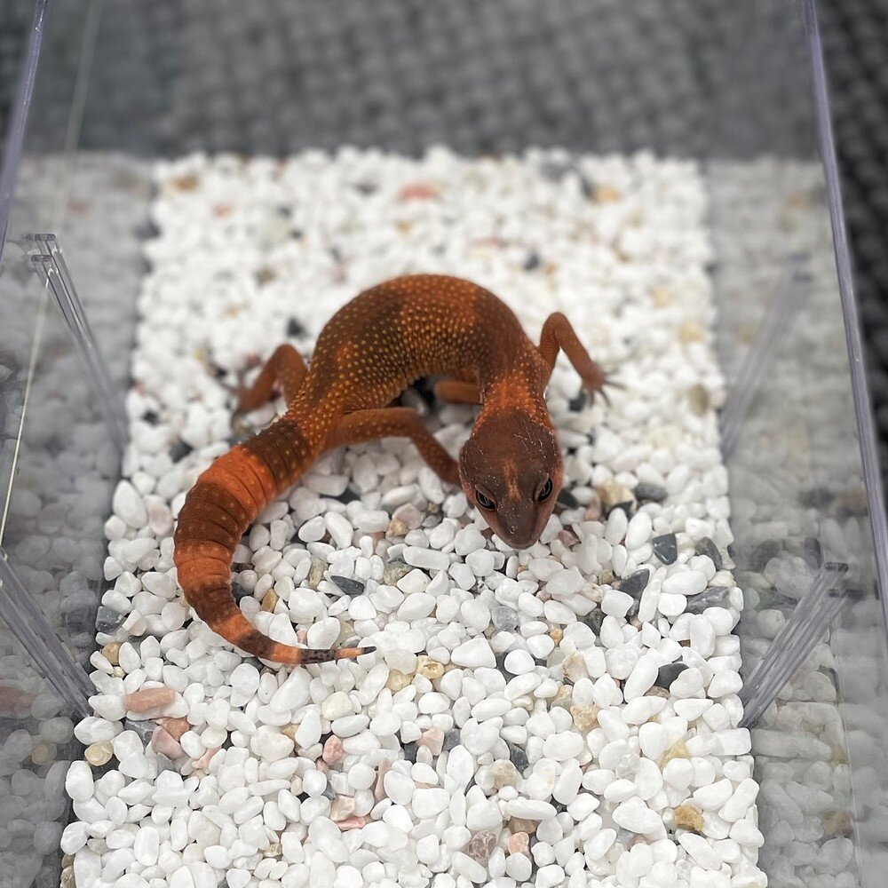 Dark Mandarin Tangerine Leopard Geckos MorphMarket Reptile Community