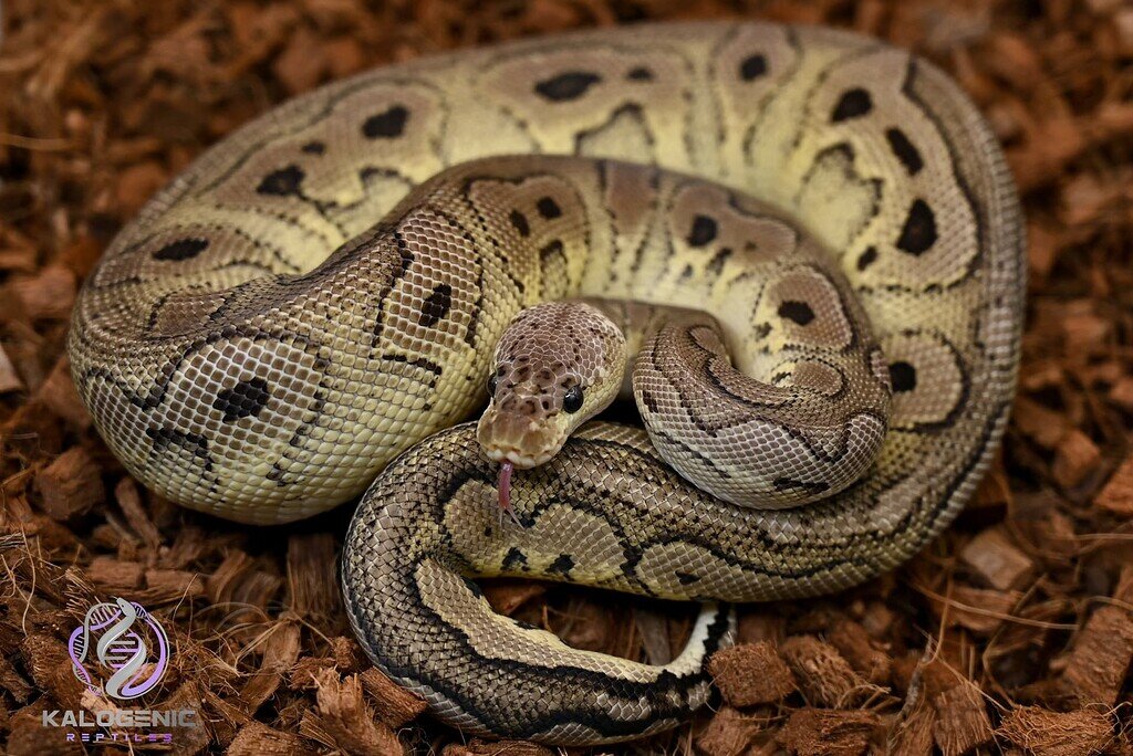 Getting some size - Ball Pythons - MorphMarket Reptile Community