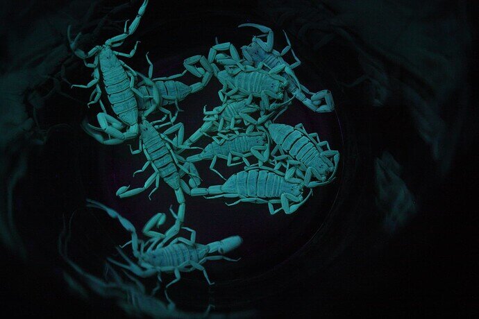 glowing_scorpions_by_icantthinkofaname_09_d6be7lg