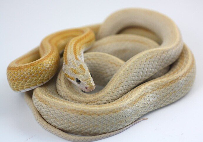 striped yellow corn snake