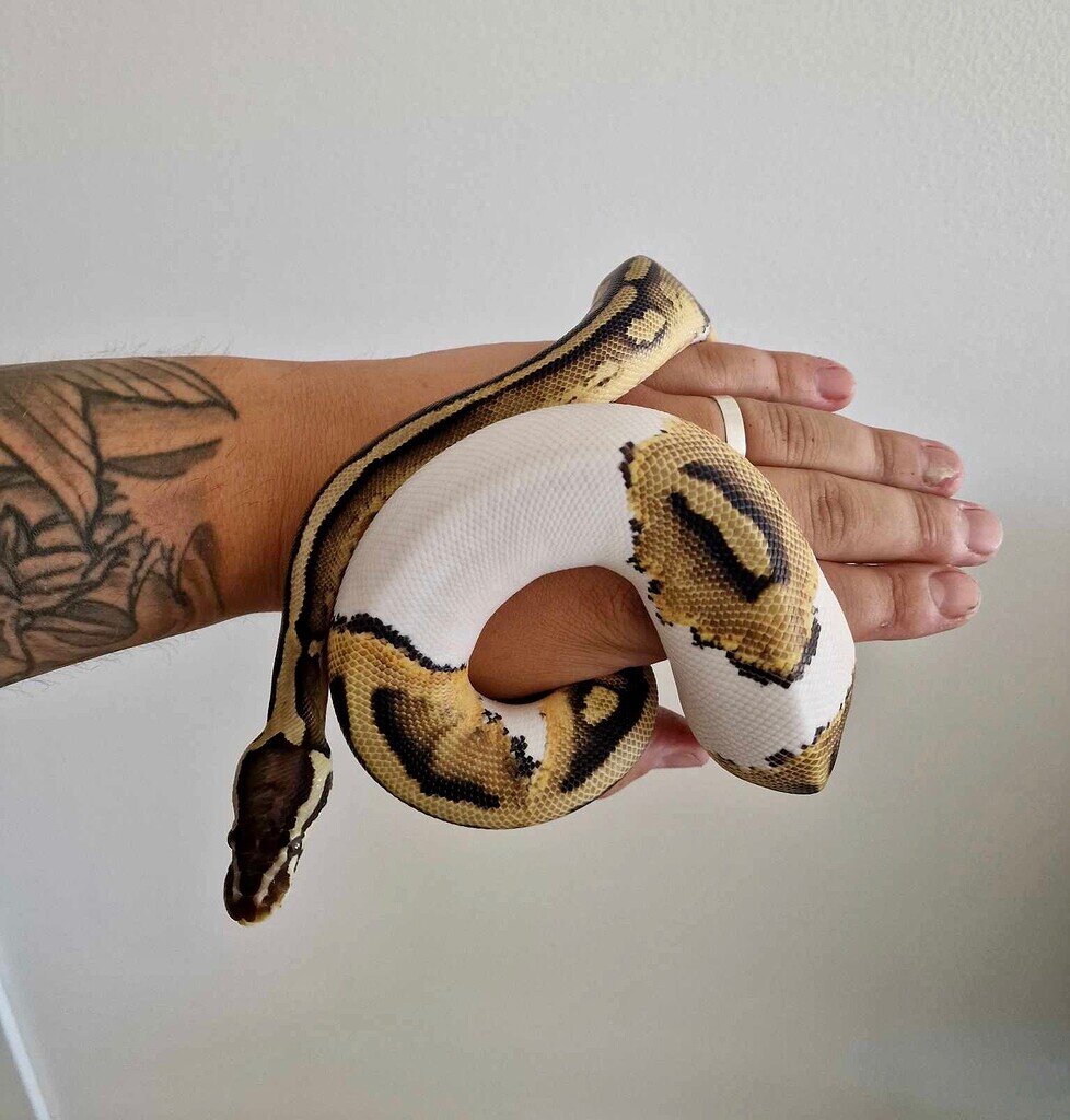 Piedbald yellow or brown? help a beginner Ball Pythons MorphMarket
