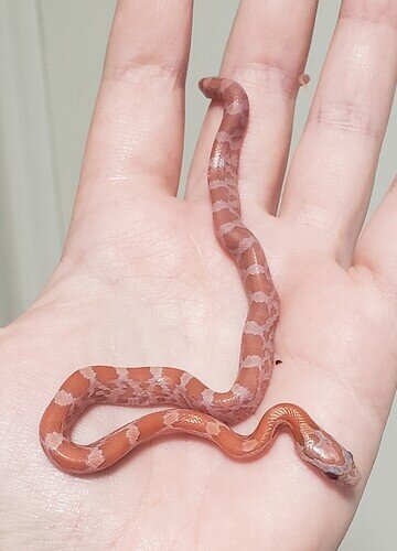 orange baby corn snake on hand