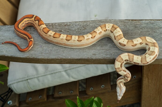 Holdback VPI Harelquin Jungle Motley 3.26