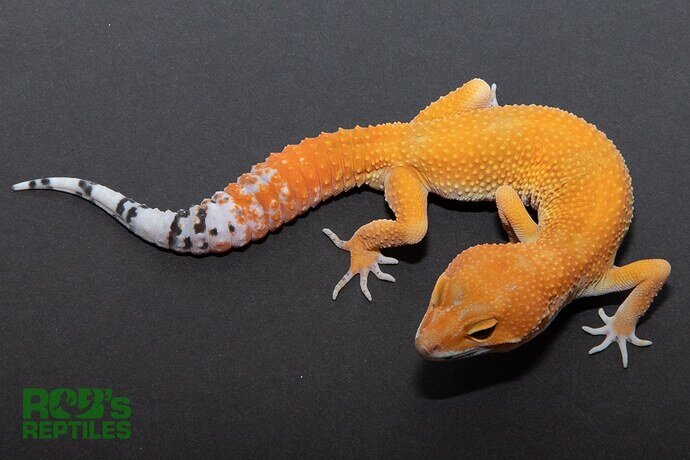 Robs Gecko1
