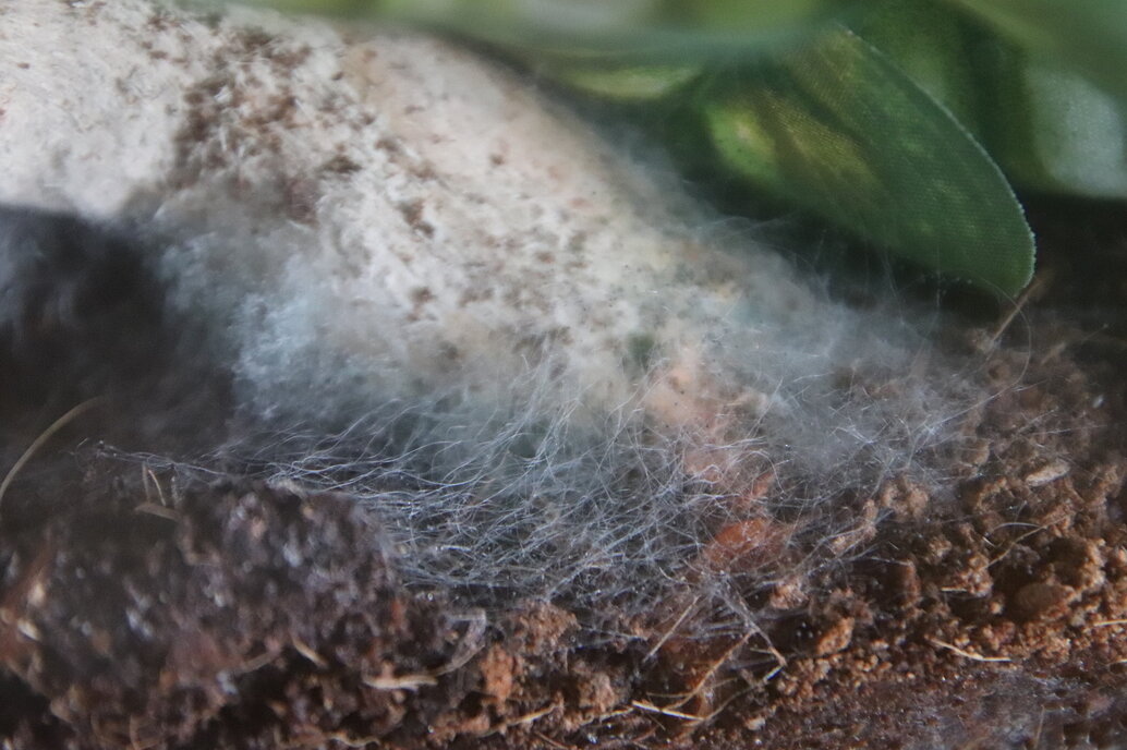 Crested gecko mold problem Enclosures & Setups MorphMarket Reptile