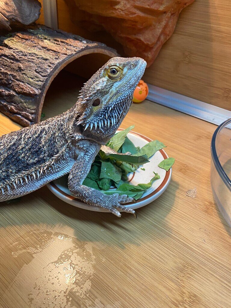 Unhealthy Bearded Dragon? Bearded Dragons MorphMarket Reptile Community