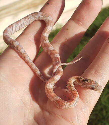 peachy orange baby corn snake on hand438x500