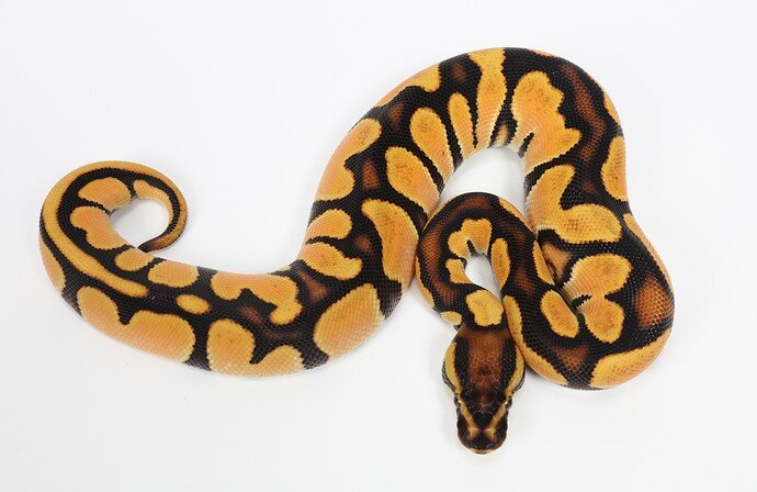 Super Bang 66% Het Pied Ball Python by Sterling Nelson