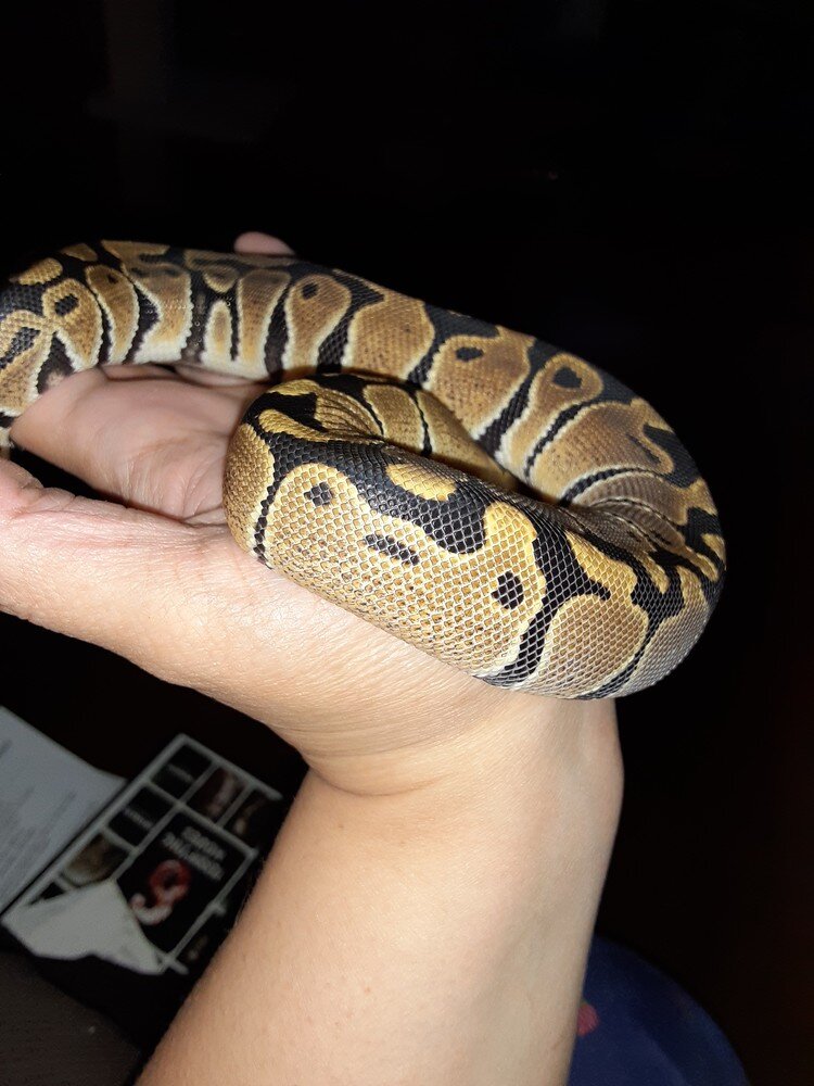 Show me your Alien heads - Ball Pythons - MorphMarket Reptile Community