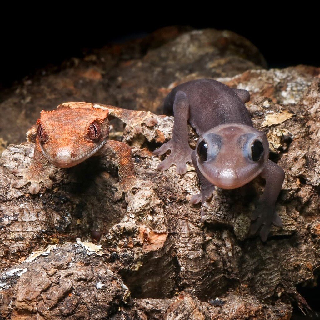 オリカラ REPLY Marcoccino リプライ マルコチーノ 変り目 特販 Cappuccino/Melanistic/Frappuccino Crested Gecko Morph Addition