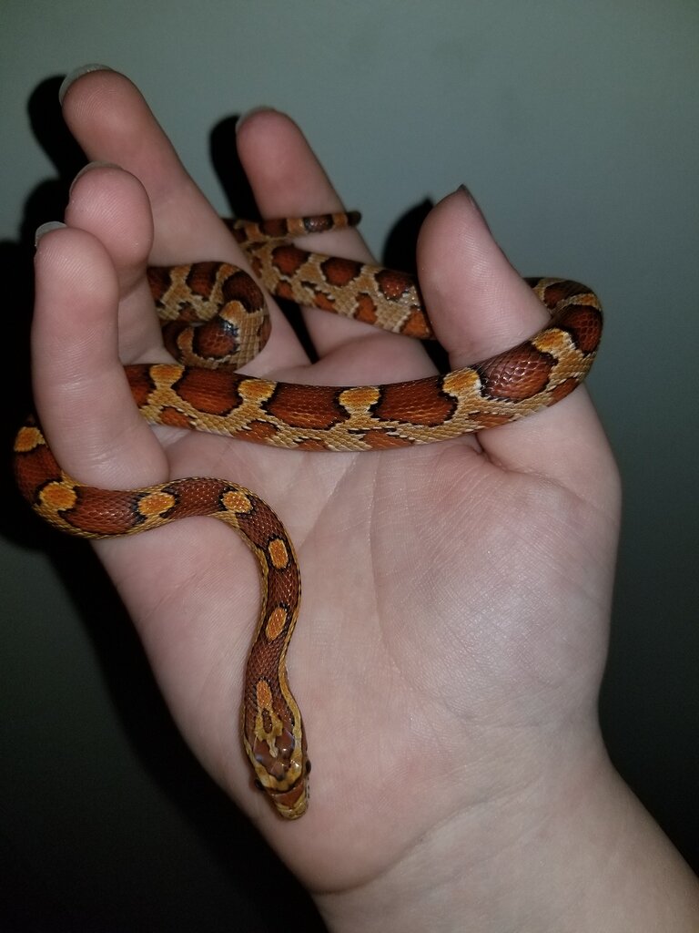 Corn Snakes Morph - All Reptiles - MorphMarket Reptile Community