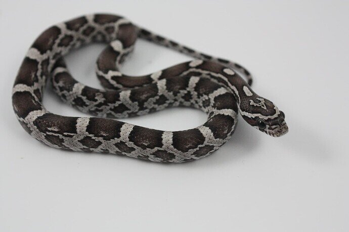 black and white baby corn snake