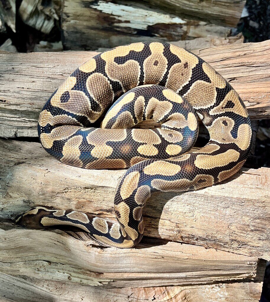 Variance in “normal” ball pythons - Ball Pythons - MorphMarket Reptile ...