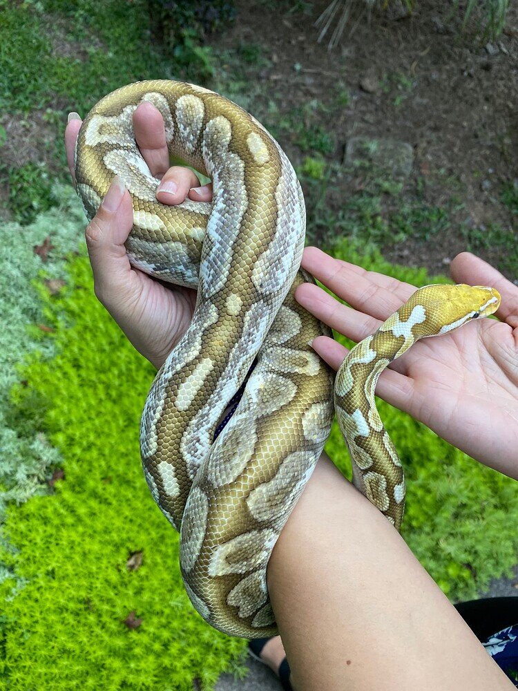 Bamboo Morph Identification Help - Ball Pythons - MorphMarket Reptile ...
