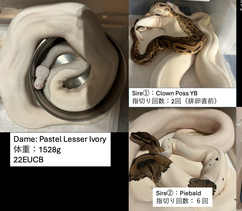 Could you please help me identify the morphs? - Ball Pythons ...