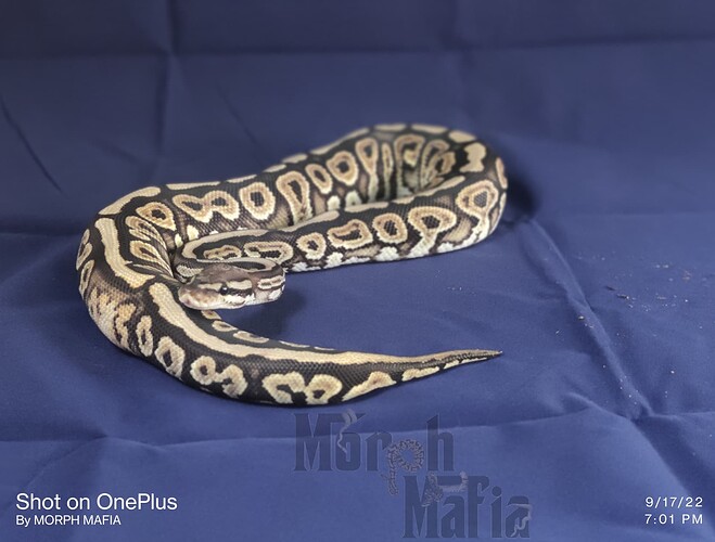 Screenshot 2025-10-19 190110