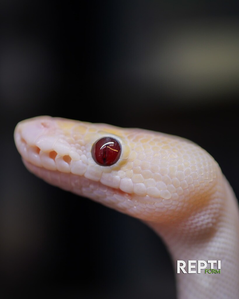 Banana Ivory eyes - Ball Pythons - MorphMarket Reptile Community