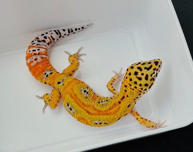 Clown Leopard Gecko by Molave Designer Geckos