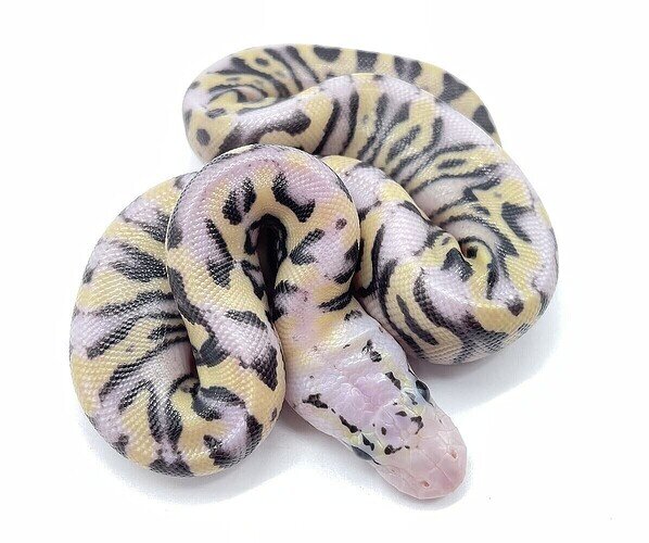 Aug 2023 Ball Python of the month winner by ballpythonshed