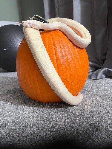 Moonglow Pumpkin 1 10 18 22