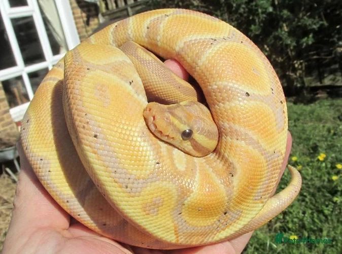 python-snake-reptiles-for-sale-reduced-banana-female-pastel-ball-python-p-h-clown-bewbush-crawley-image-1