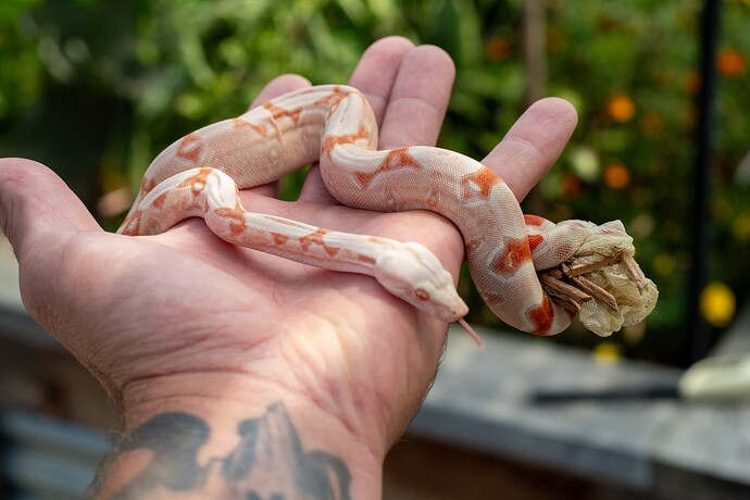 rc pastel kahl jungle 1st-4