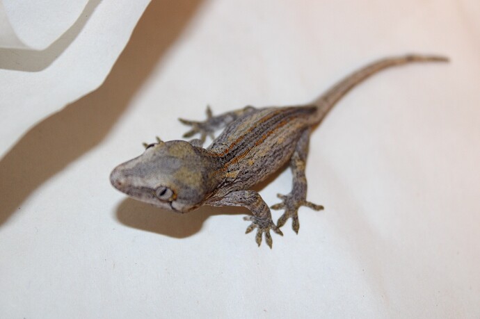 30EFEFF8-D600-4AFB-8ABA-E931789C3217