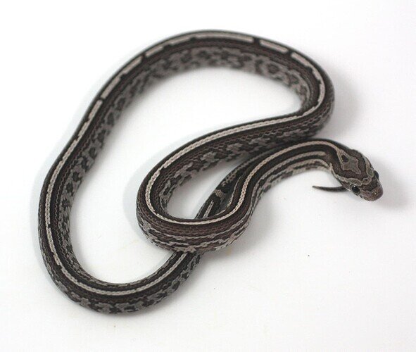 black and white baby corn snake with striped pattern