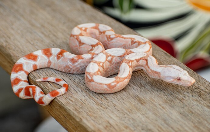 DudexCali wild sided kahl