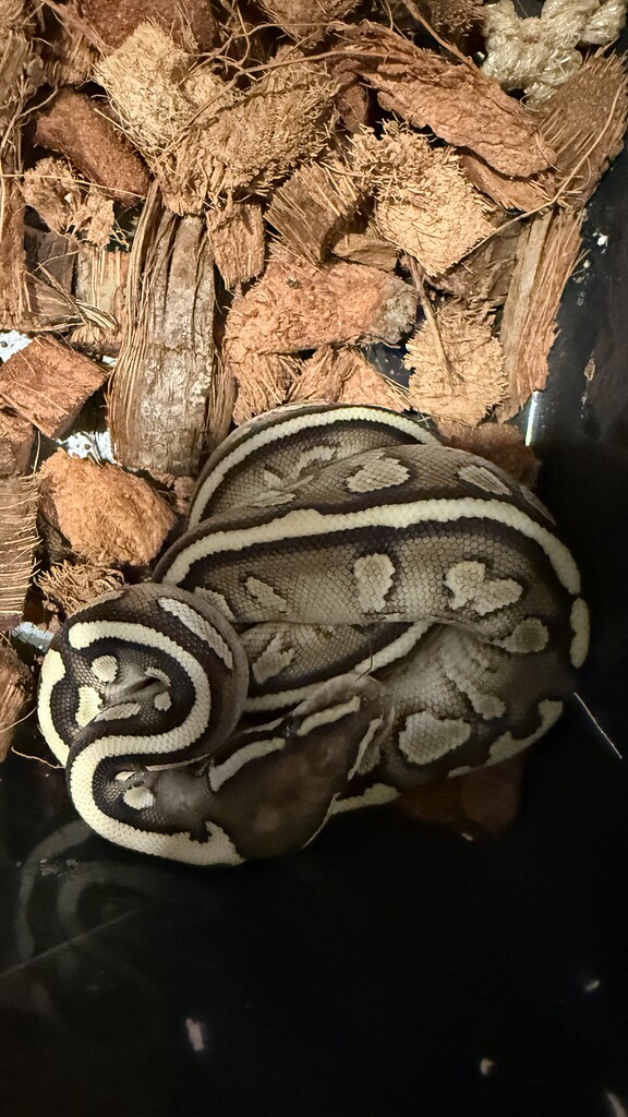 Surprise ball python - All Reptiles - MorphMarket Reptile Community
