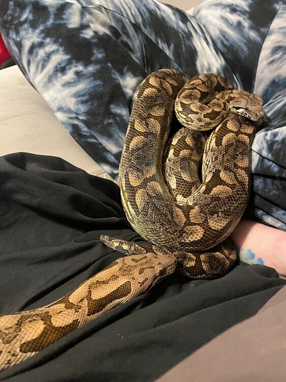 Dumerils boa breeding Other Boas MorphMarket Reptile Community