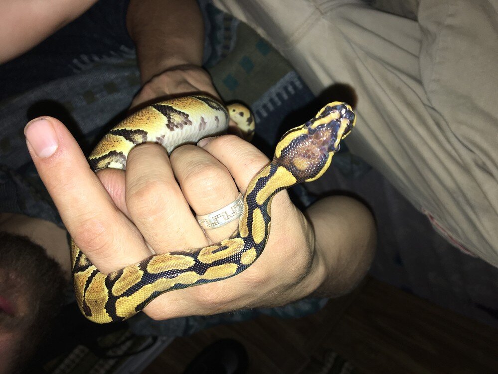 What morph do you think this is? - Ball Pythons - MorphMarket Reptile