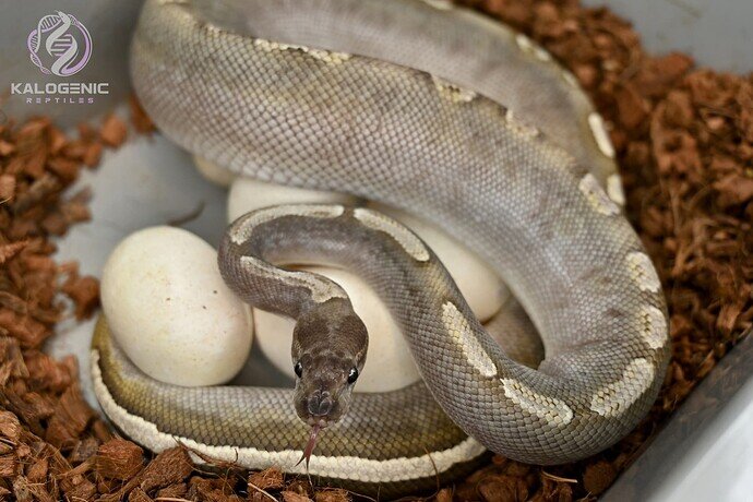 ghicinnimojoeggs